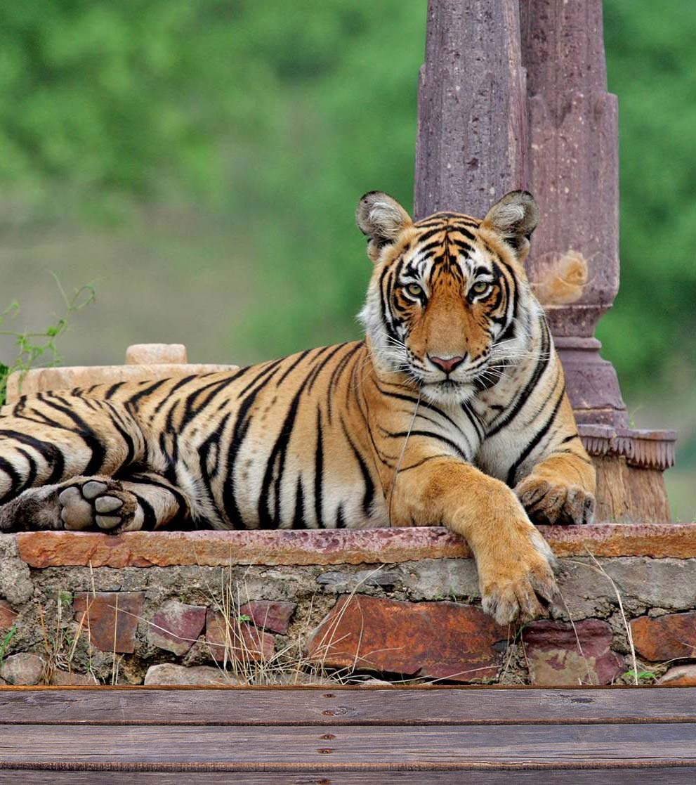 Safari de tigres Ranthambore Viaje