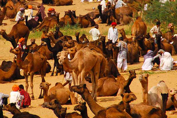 Viaje a la feria de Pushkar