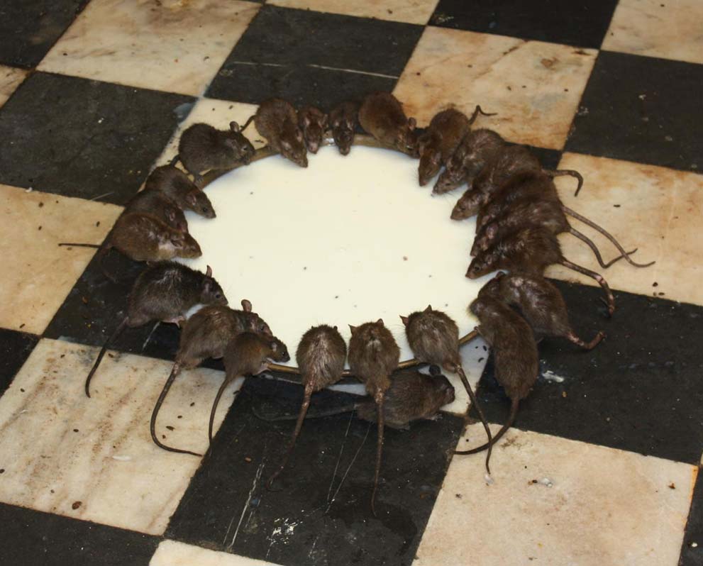 Templo de Karni Mata en Deshnoke Bikaner