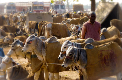 Feria de Ganado Nagaur